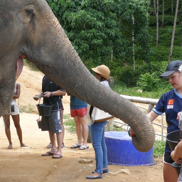 Elephant-Sanctuary-Half-Day-Morning-Visit-4