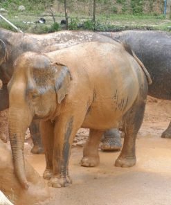 Elephant-Sanctuary-Half-Day-Morning-Visit-6