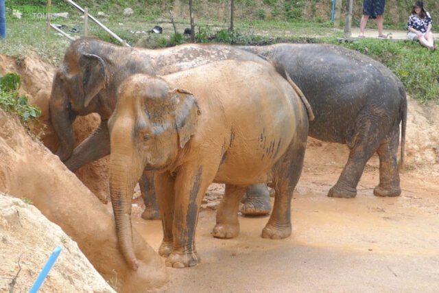 Elephant-Sanctuary-Half-Day-Morning-Visit-6