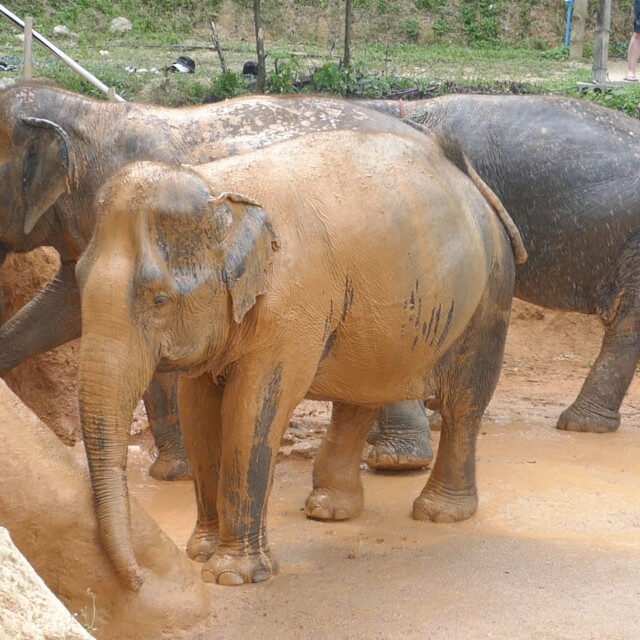 Elephant-Sanctuary-Half-Day-Morning-Visit-6