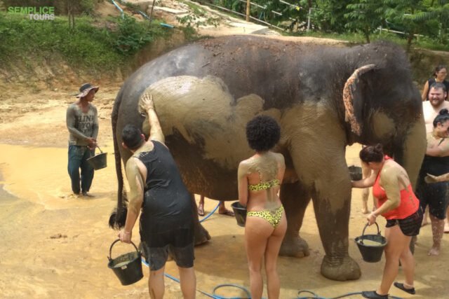 Elephant-Sanctuary-Half-Day-Morning-Visit
