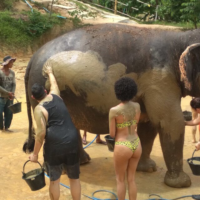 Elephant-Sanctuary-Half-Day-Morning-Visit