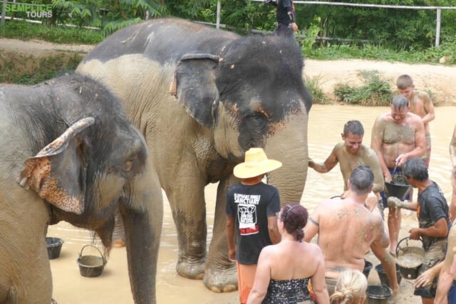 Elephant-Sanctuary-Half-Day-Morning-Visit-7