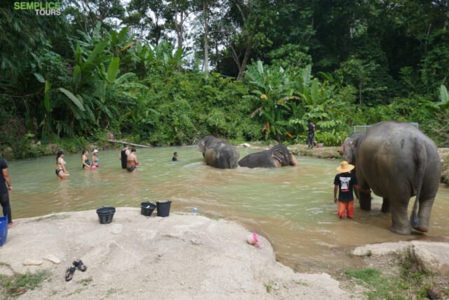Elephant-Sanctuary-Half-Day-Morning-Visit-8