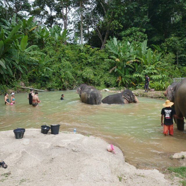 Elephant-Sanctuary-Half-Day-Morning-Visit-8