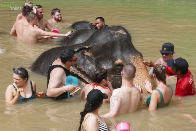 Elephant-Sanctuary-Half-Day-Morning-Visit-9