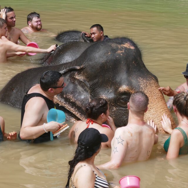 Elephant-Sanctuary-Half-Day-Morning-Visit-9