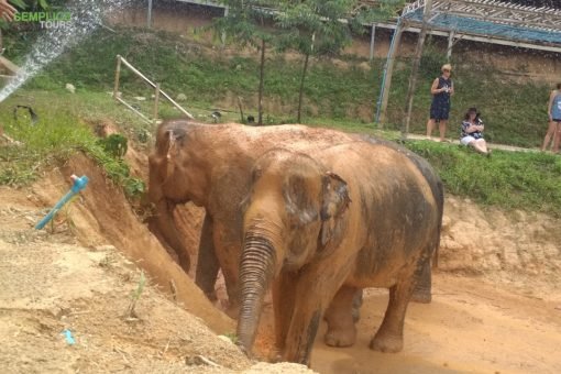 Elephant-Sanctuary-Half-Day-Morning-Visit1.