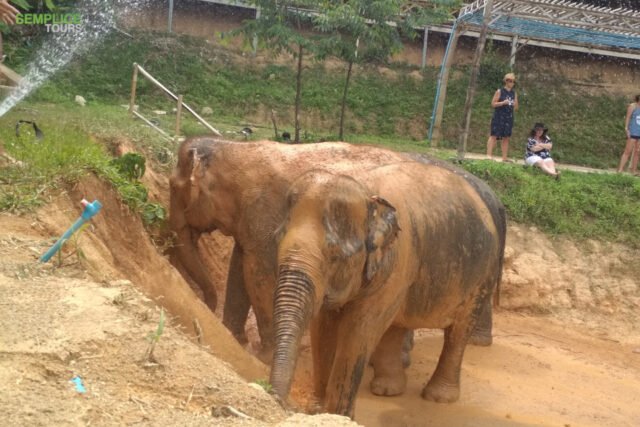 Elephant-Sanctuary-Half-Day-Morning-Visit1.