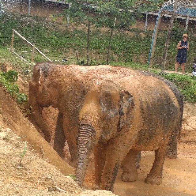 Elephant-Sanctuary-Half-Day-Morning-Visit1.
