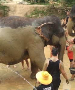 Elephant-Sanctuary-Half-Day-Morning-Visit2