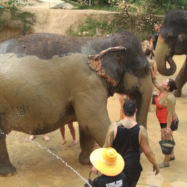 Elephant-Sanctuary-Half-Day-Morning-Visit2