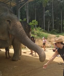 Elephant-Sanctuary-One-Day-Walk-Visit-1
