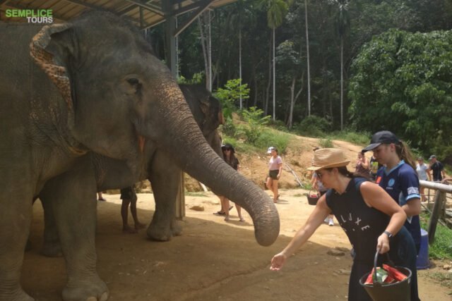Elephant-Sanctuary-One-Day-Walk-Visit-1