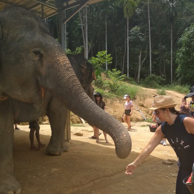 Elephant-Sanctuary-One-Day-Walk-Visit-1
