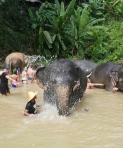 Elephant-Sanctuary-One-Day-Walk-Visit-10.