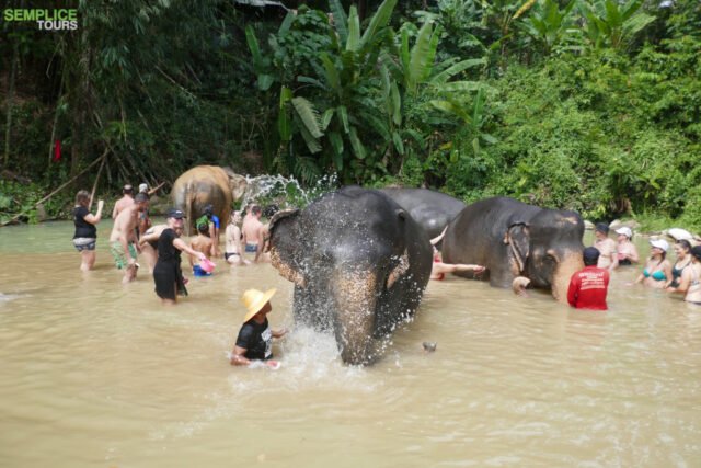 Elephant-Sanctuary-One-Day-Walk-Visit-10.