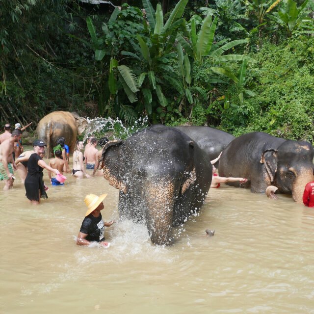 Elephant-Sanctuary-One-Day-Walk-Visit-10.