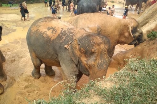 Elephant-Sanctuary-One-Day-Walk-Visit-2