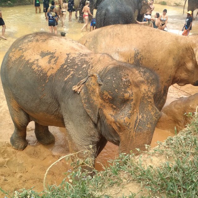 Elephant-Sanctuary-One-Day-Walk-Visit-2