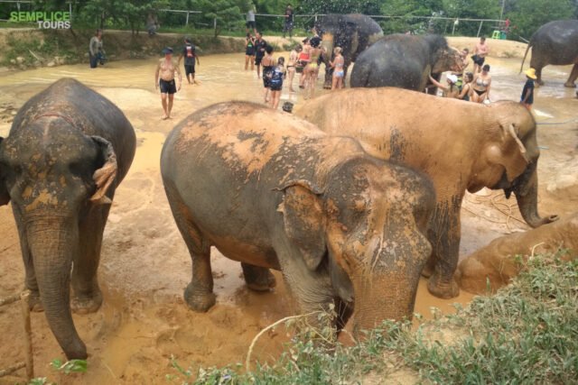 Elephant-Sanctuary-One-Day-Walk-Visit-3.