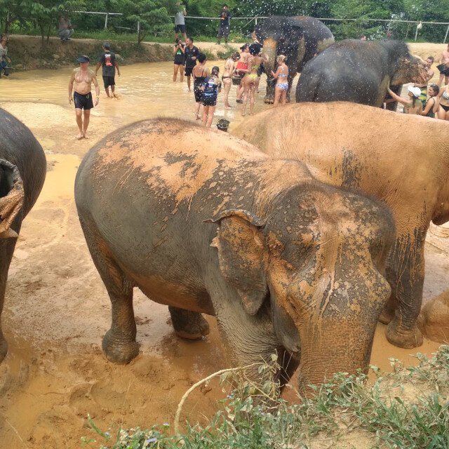 Elephant-Sanctuary-One-Day-Walk-Visit-3.