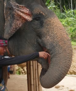 Elephant-Sanctuary-One-Day-Walk-Visit-4