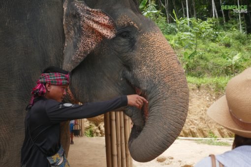 Elephant-Sanctuary-One-Day-Walk-Visit-4