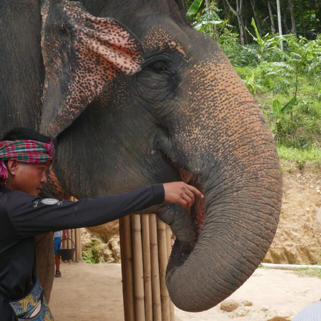 Elephant-Sanctuary-One-Day-Walk-Visit-4