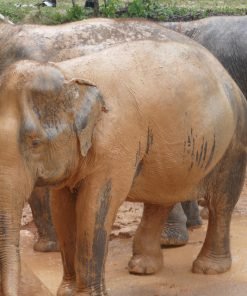 Elephant-Sanctuary-One-Day-Walk-Visit-5