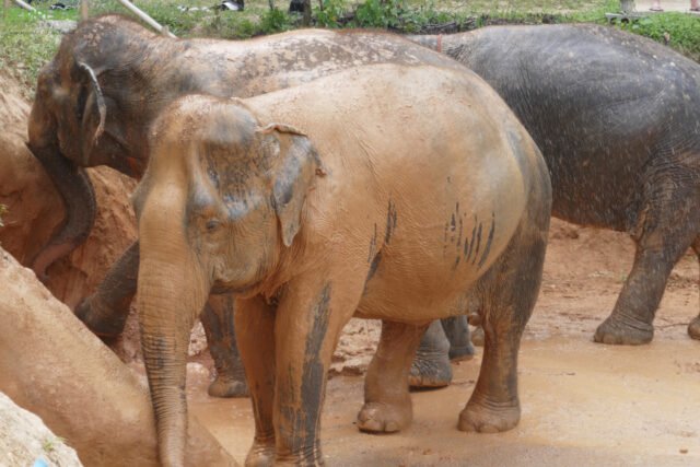 Elephant-Sanctuary-One-Day-Walk-Visit-5