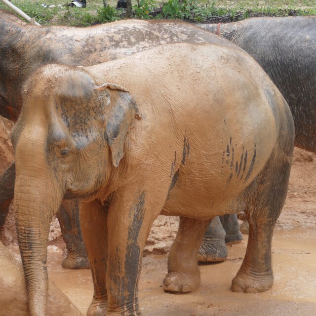 Elephant-Sanctuary-One-Day-Walk-Visit-5