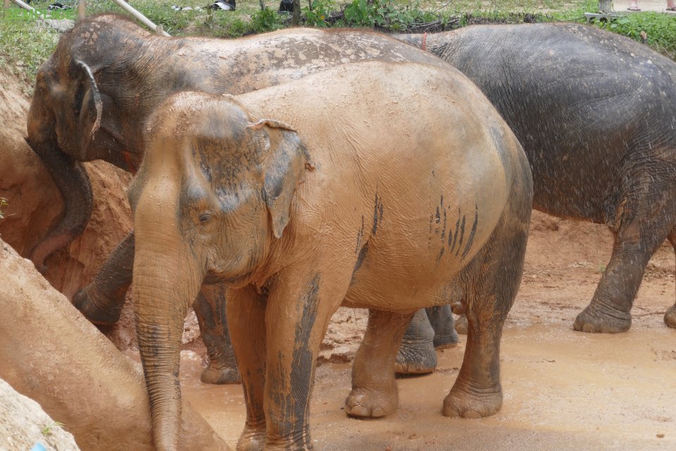 Seaview during an elephant trekking in Phuket