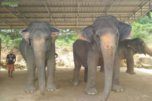 Elephant-Sanctuary-One-Day-Walk-Visit.j