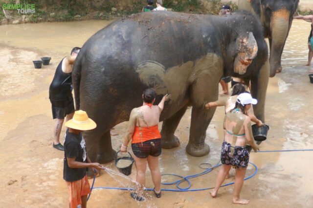 Elephant-Sanctuary-One-Day-Walk-Visit-6.