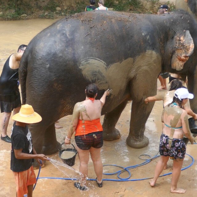 Elephant-Sanctuary-One-Day-Walk-Visit-6.