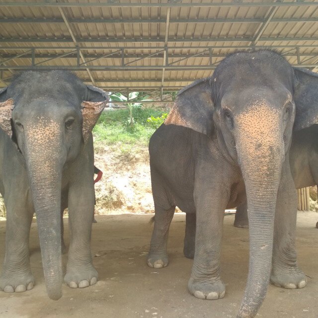 Elephant-Sanctuary-One-Day-Walk-Visit.j