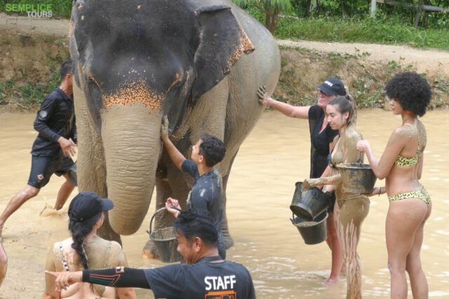 Elephant-Sanctuary-One-Day-Walk-Visit-7.