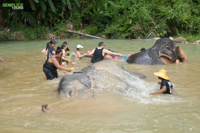 Elephant-Sanctuary-One-Day-Walk-Visit-8.
