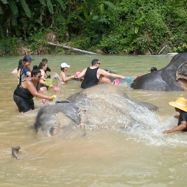 Elephant-Sanctuary-One-Day-Walk-Visit-8.