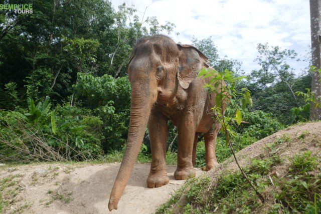 Elephant Sanctuary One Day Walk Visit