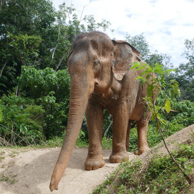 Elephant Sanctuary One Day Walk Visit