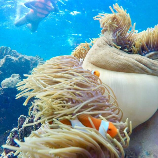 Semplice-Phuket-Phi-Phi-Maya-Bamboo-Maiton-Island-day-Tour-by-speed-Catamaran10