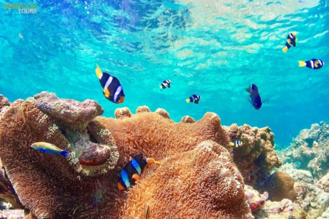 Semplice-Phuket-Phi-Phi-Maya-Bamboo-Maiton-Island-day-Tour-by-speed-Catamaran12
