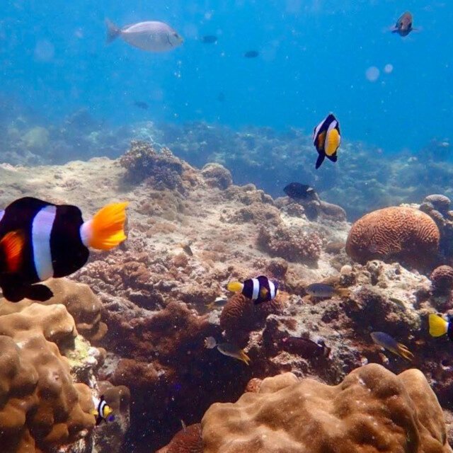 Semplice-Phuket-Phi-Phi-Maya-Khai-Island-Tour-by-speed-Catamaran11