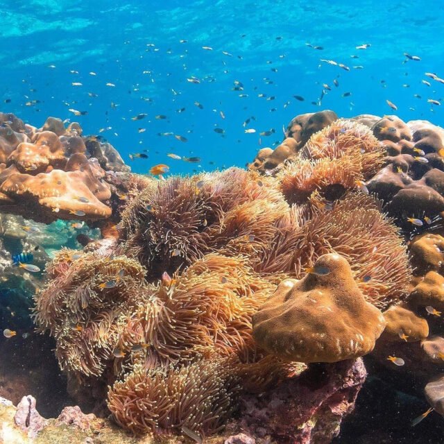 Semplice-Phuket-Phi-Phi-Maya-Khai-Island-Tour-by-speed-Catamaran4
