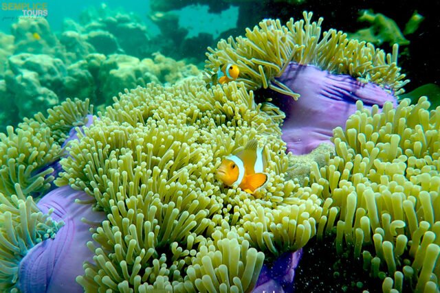 Similan-Islands-Premium-by-Speedboat-10
