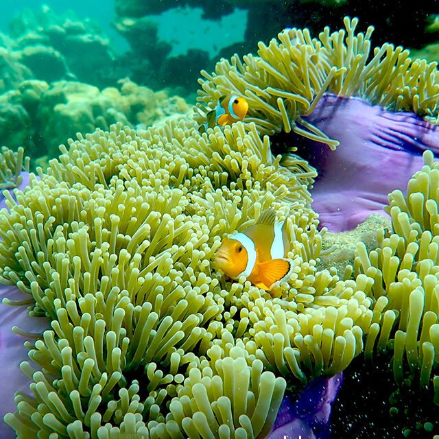 Similan-Islands-Premium-by-Speedboat-10
