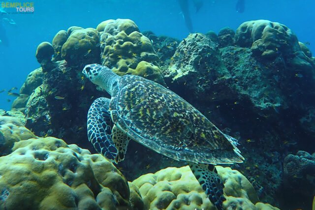 Similan-Islands-Premium-by-Speedboat-9