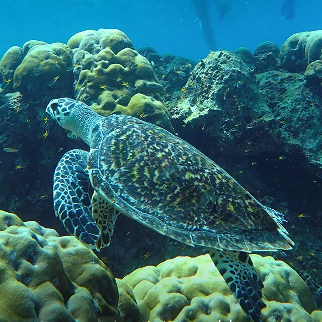 Similan-Islands-Premium-by-Speedboat-9